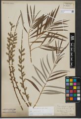 Foto von Salix viminalis L.